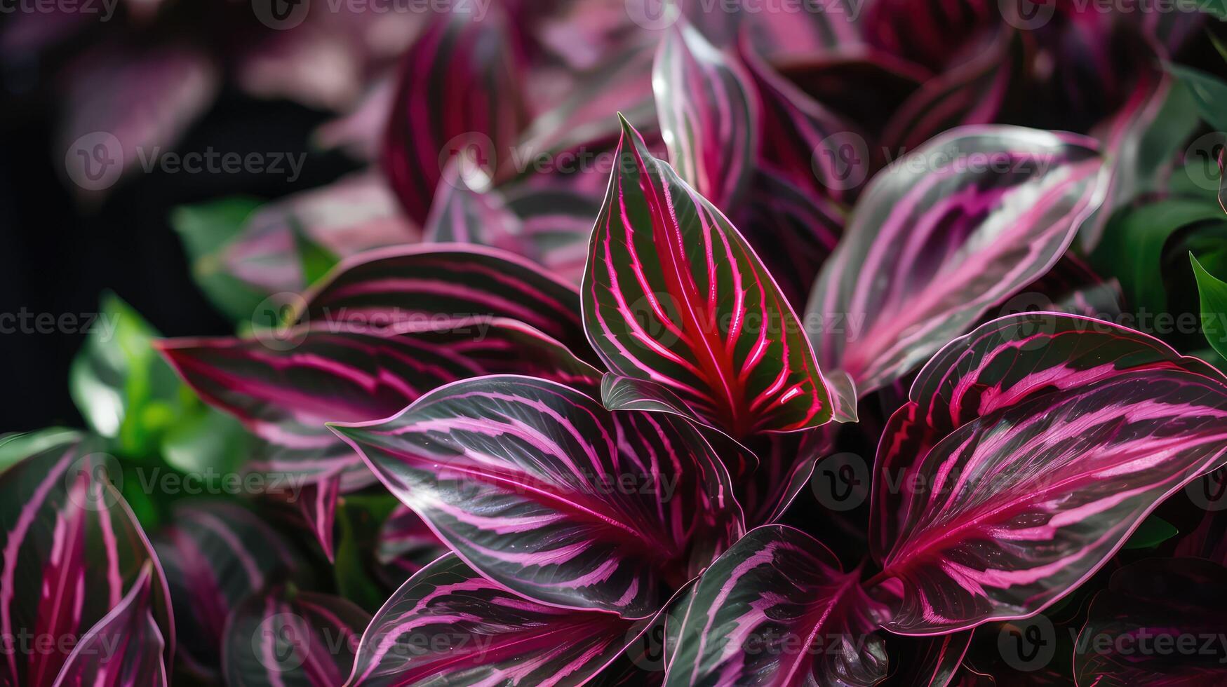 textures tropical house plants photo