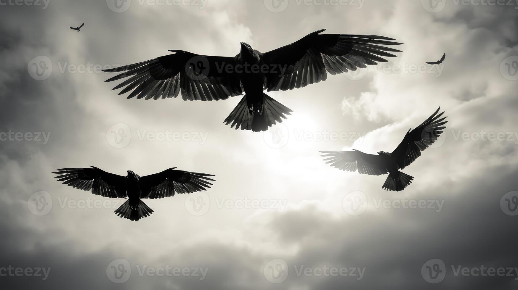 flight black wings photo