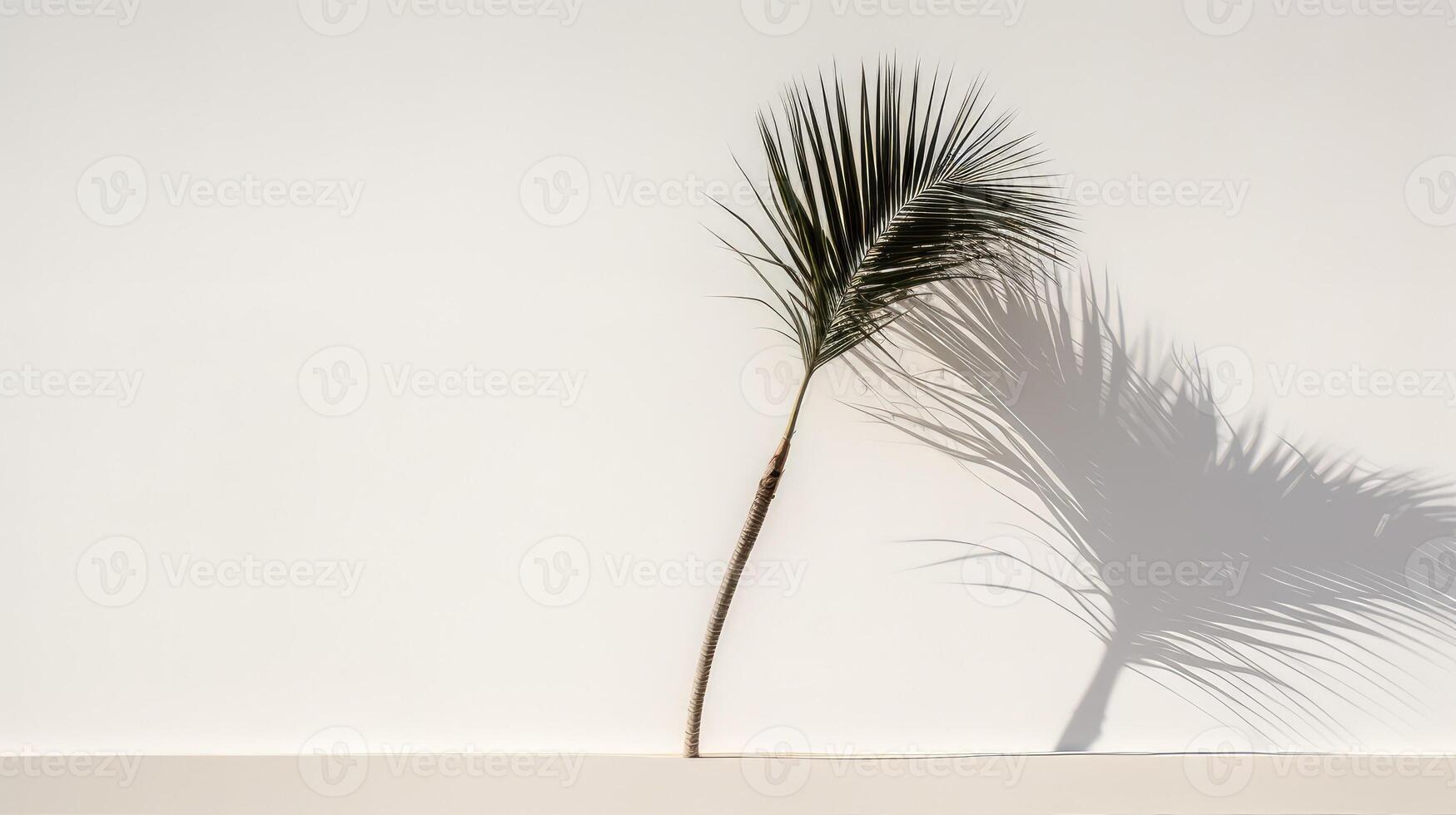 silhouette palm tree on white photo