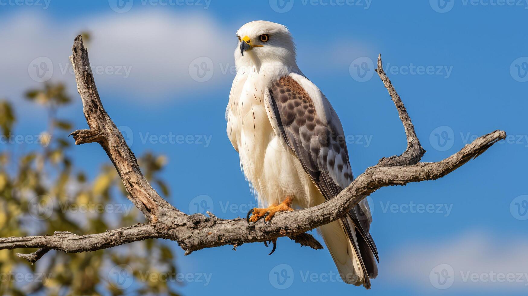 predator white tailed kite photo