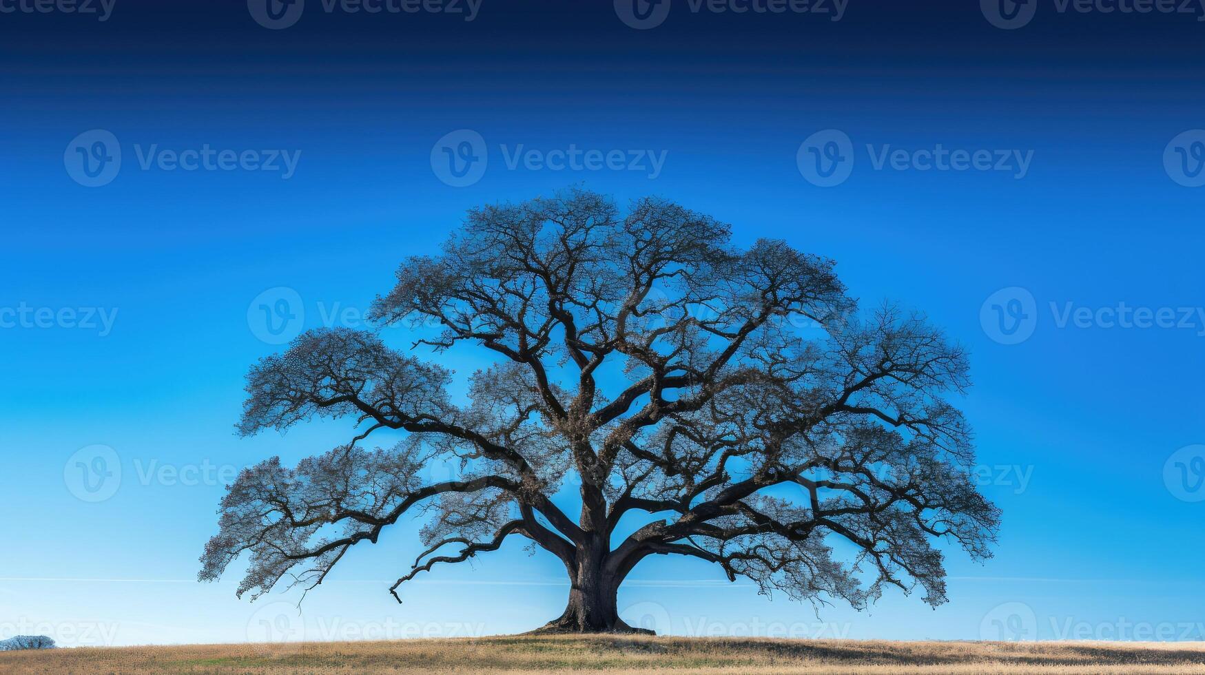 silhouette tree sky photo