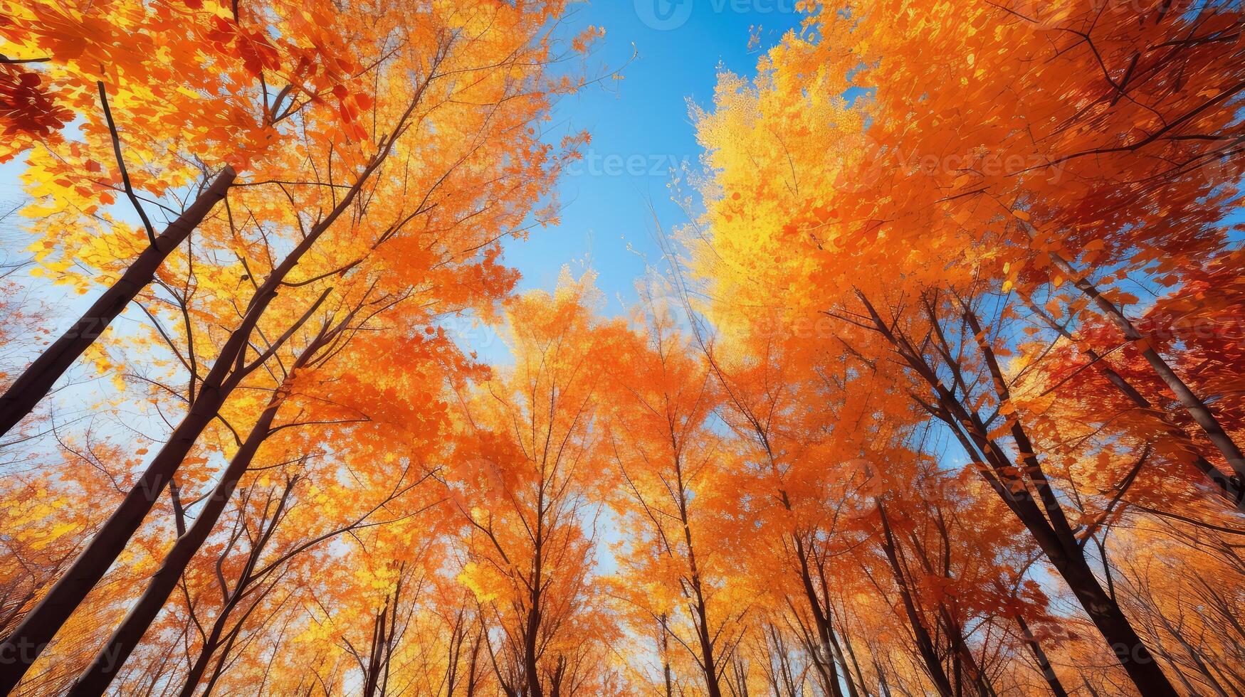 nature blue sky fall leaves photo
