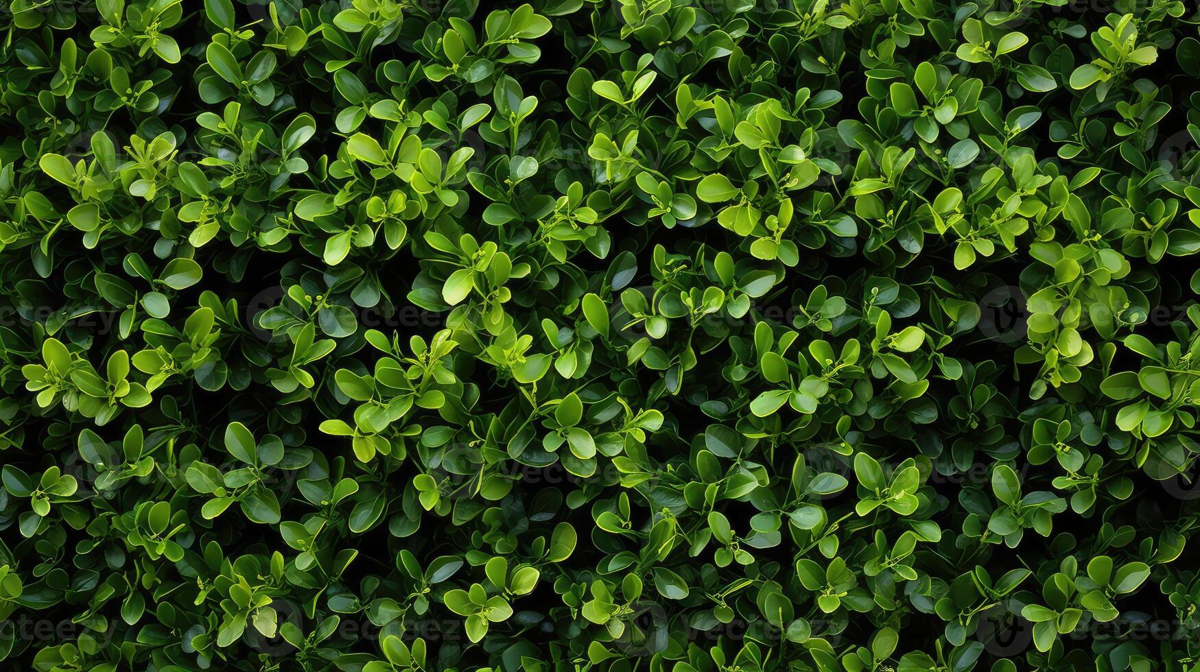 dense boxwood wall photo