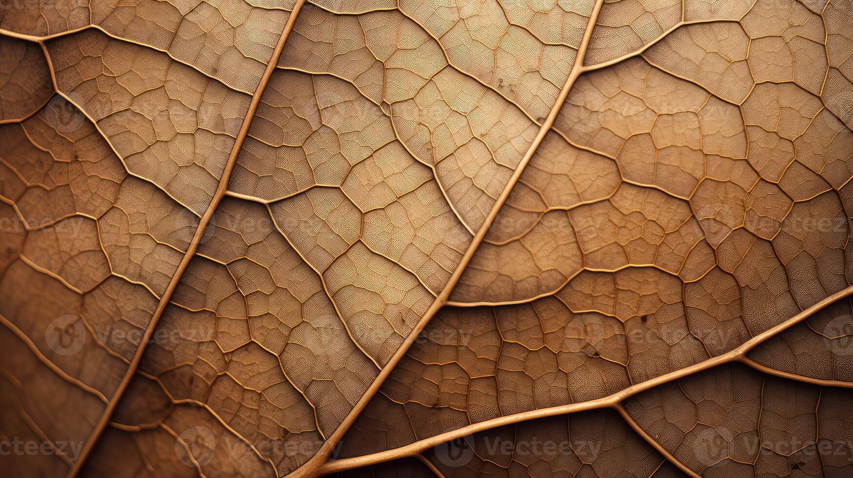 delicate textured lines photo