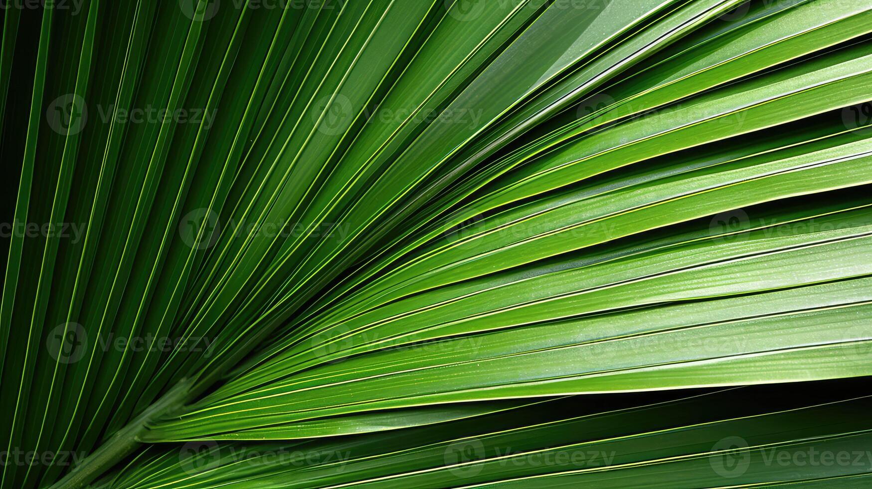 green palm tree leaf photo