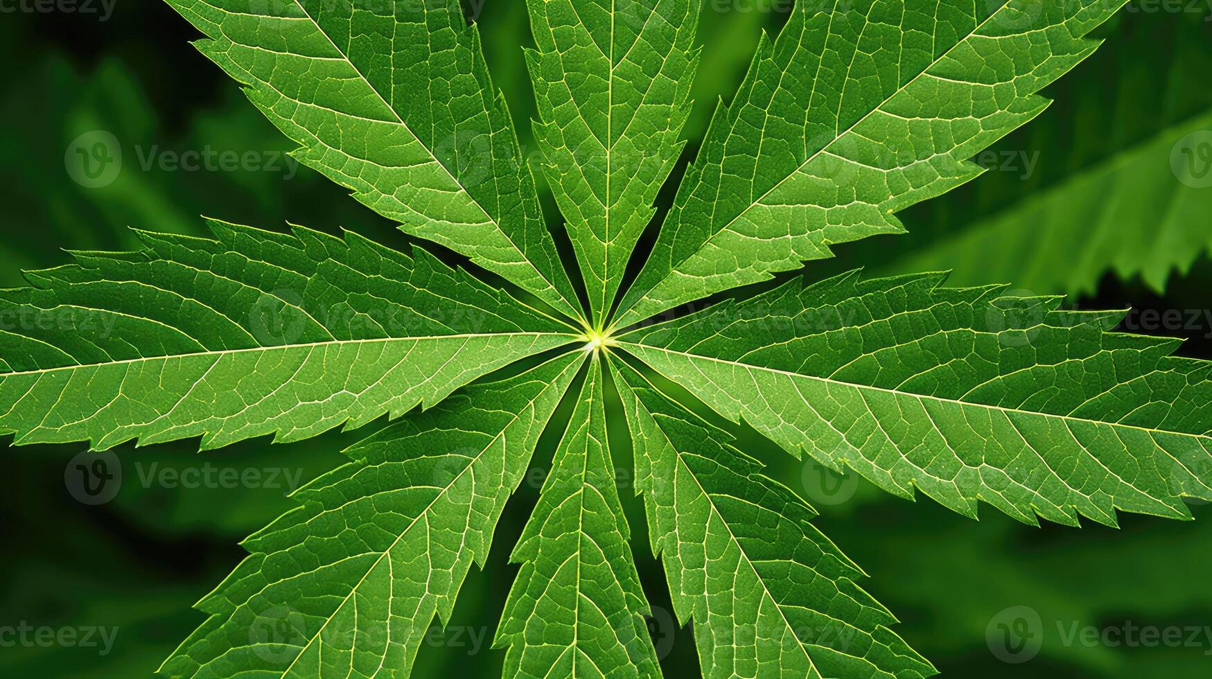 design pot leaf pattern photo