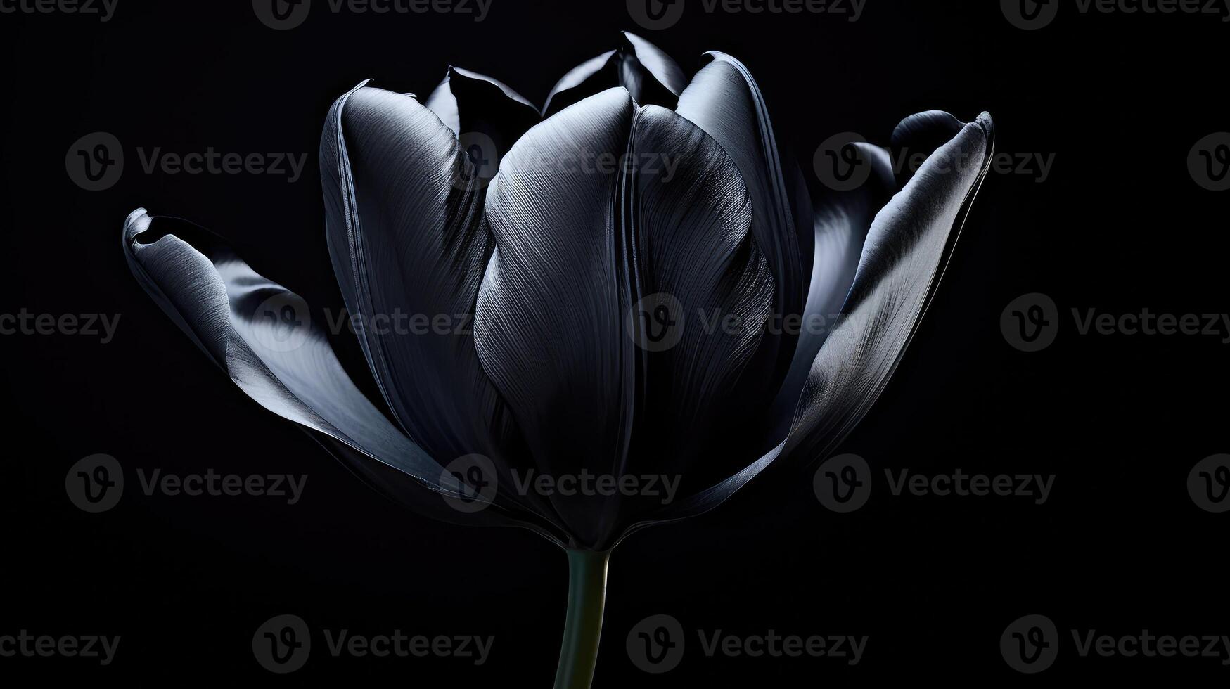 petals flowers black photo