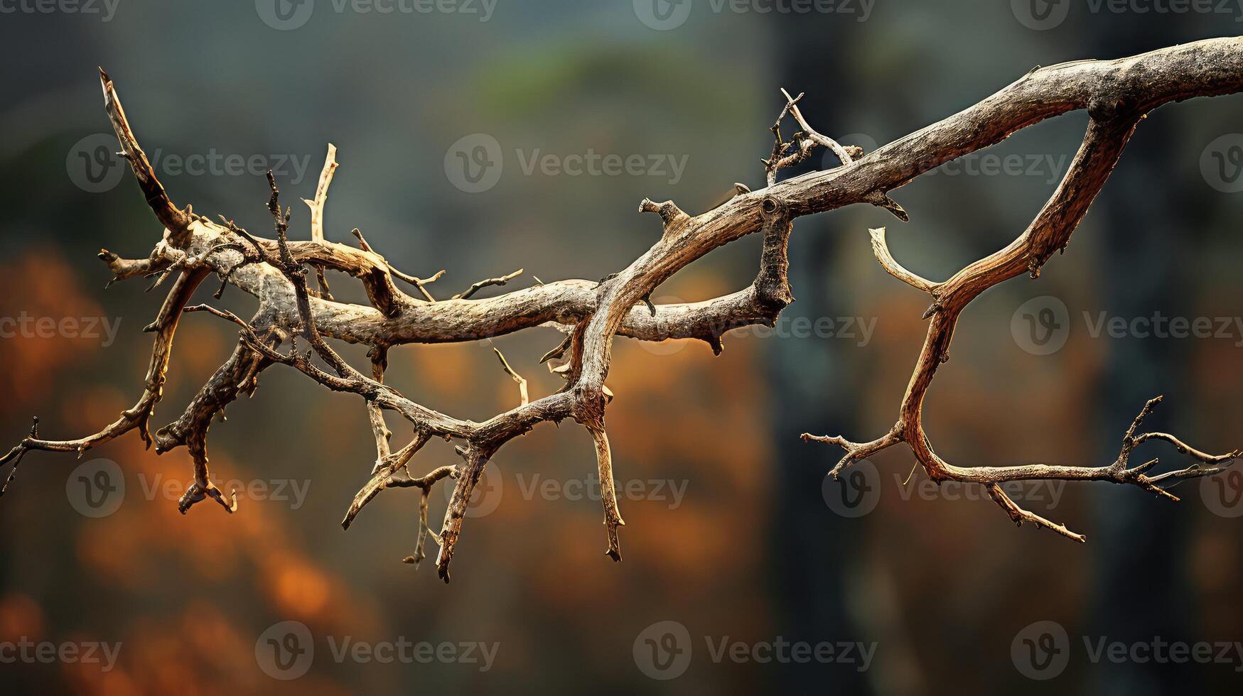 lifeless dead plants photo