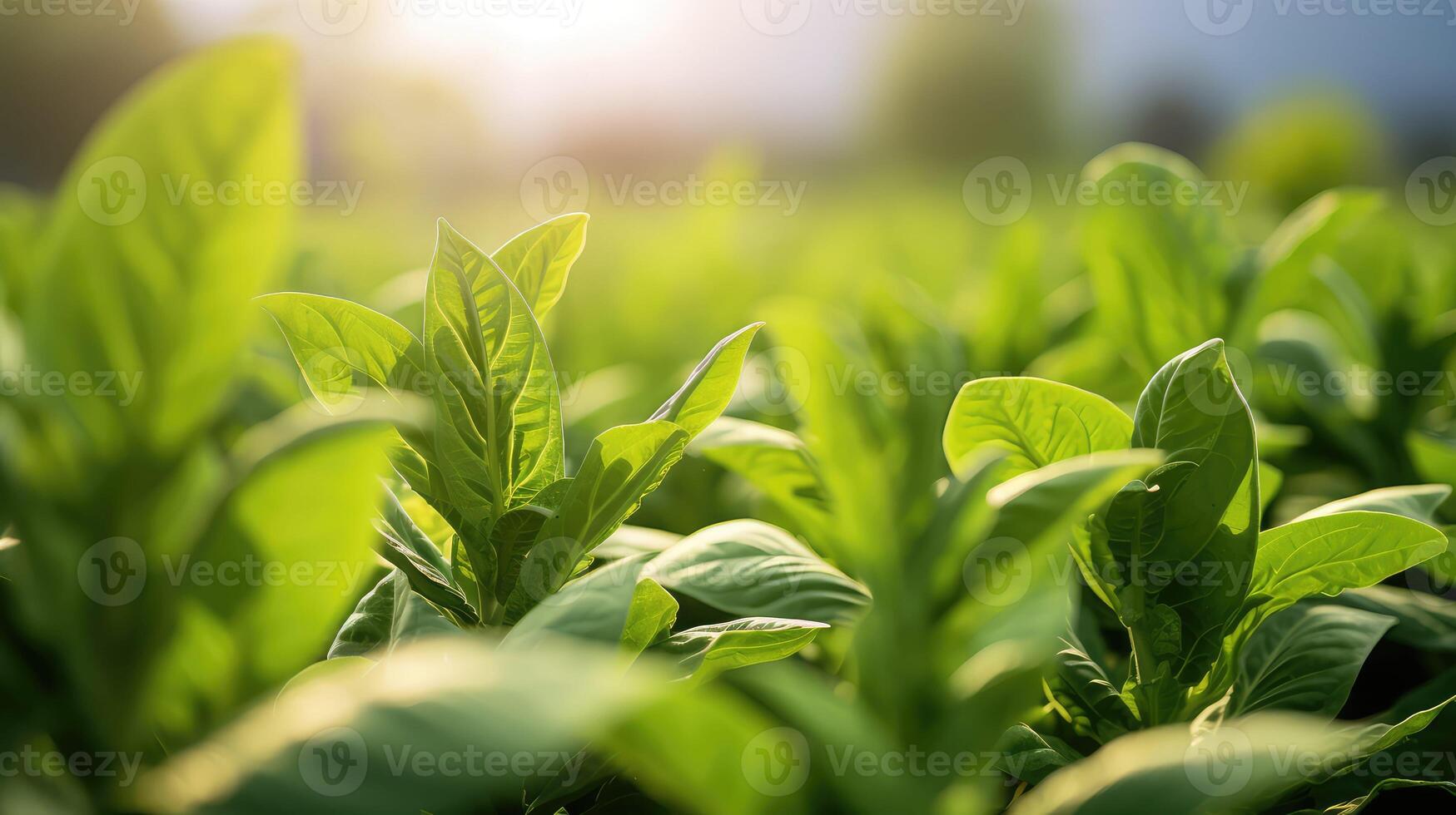 leaves tobacco plant photo
