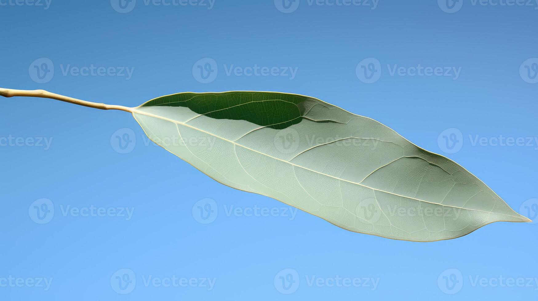 slender long leaf photo