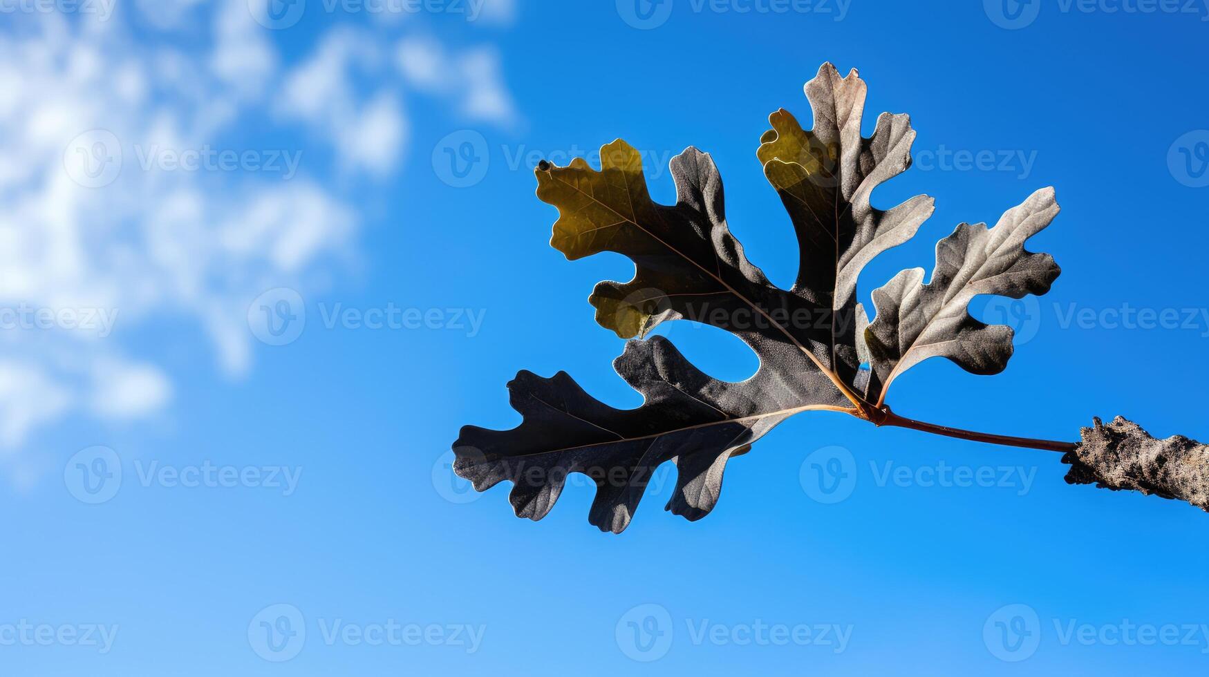 sky black oak leaf photo