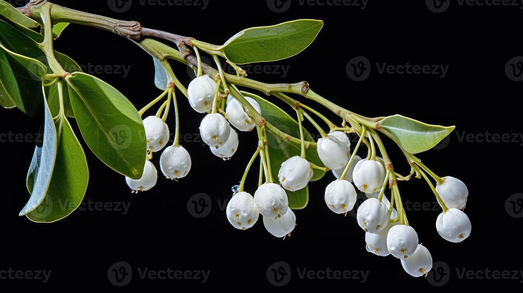 green mistletoe plant photo