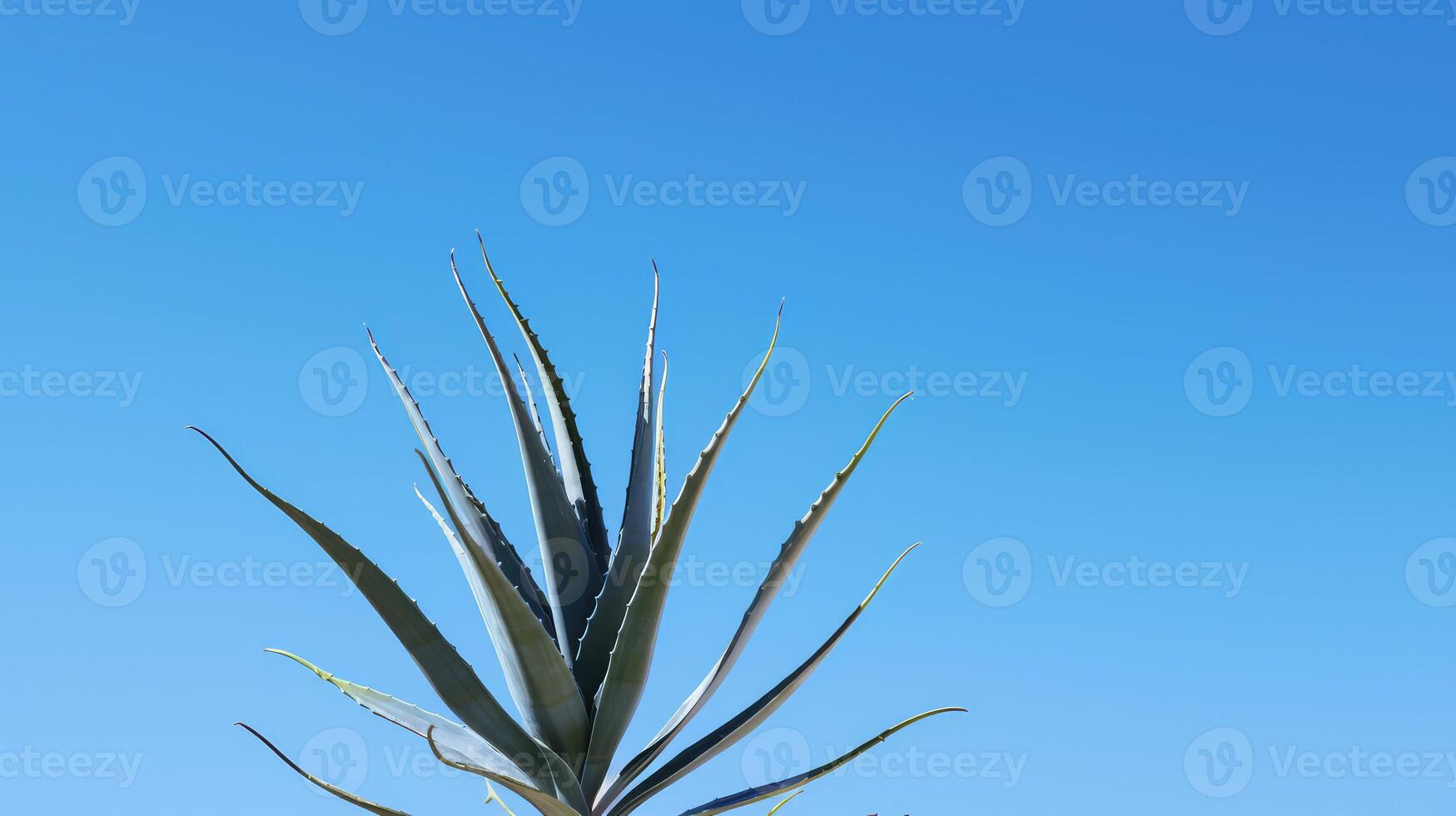 blue agave plant isolated photo