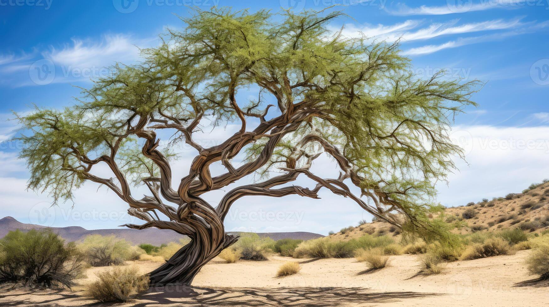desert mesquite tree photo