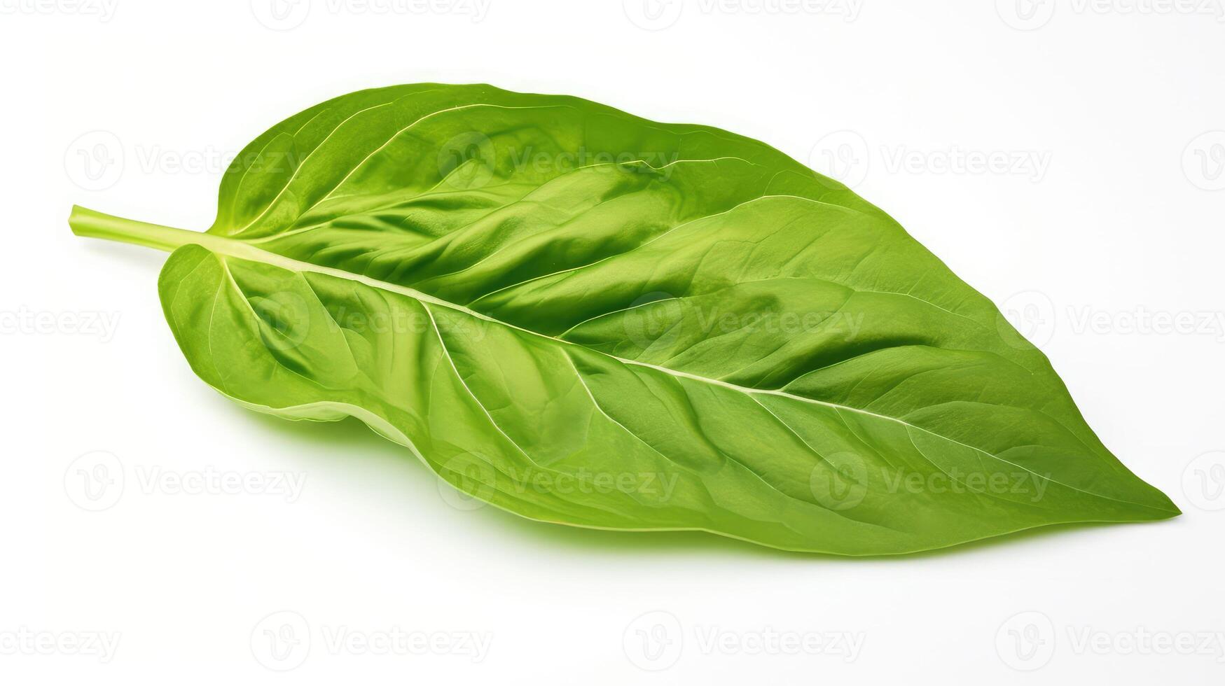 aromatic basil leaf isolated photo