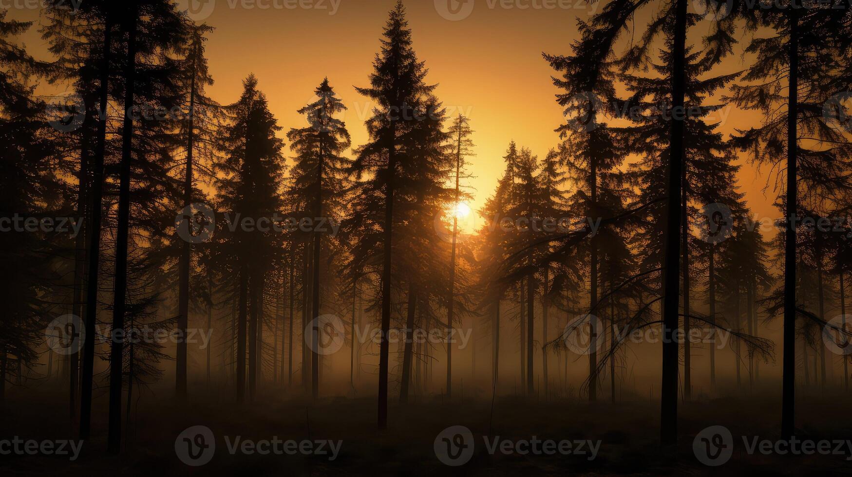 solitude pine tree silhouettes photo