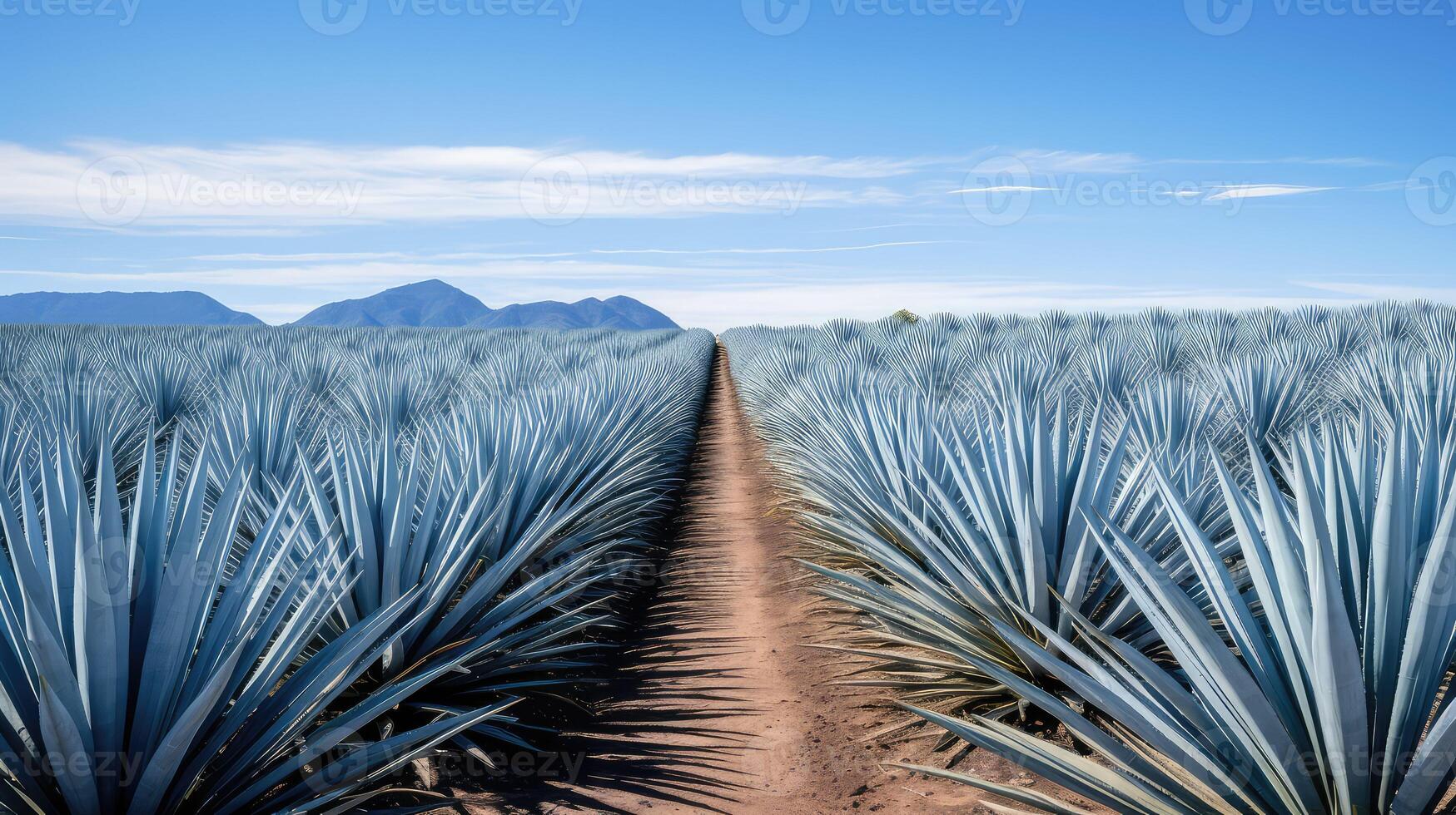 rows weber blue agave photo