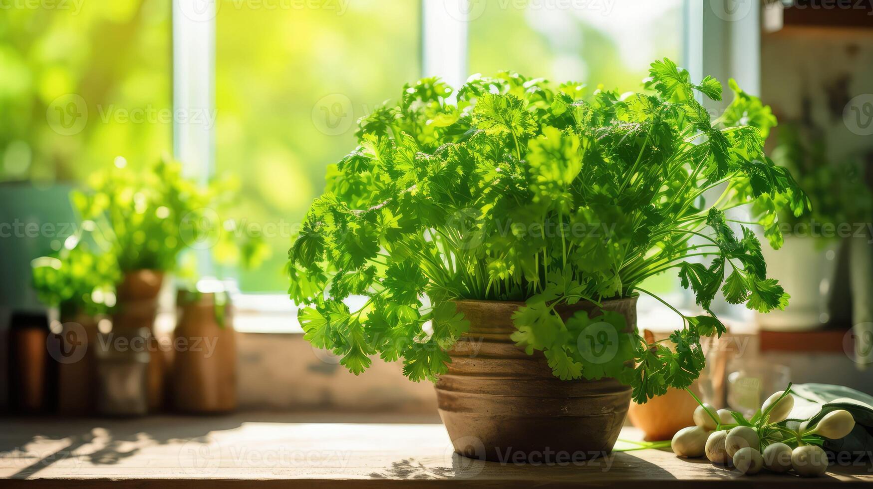 oregano green herbs photo