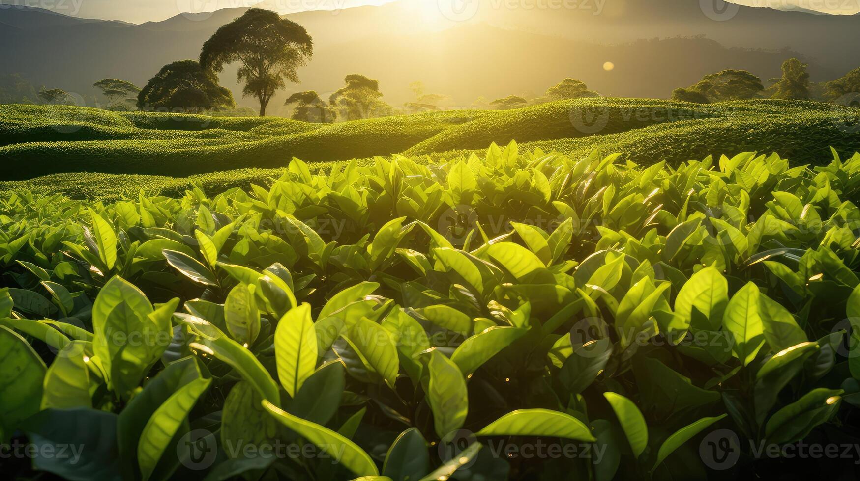 garden coffee beans and tea leaves photo