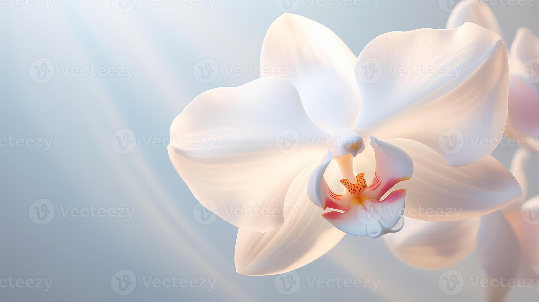 flower white orchid background photo
