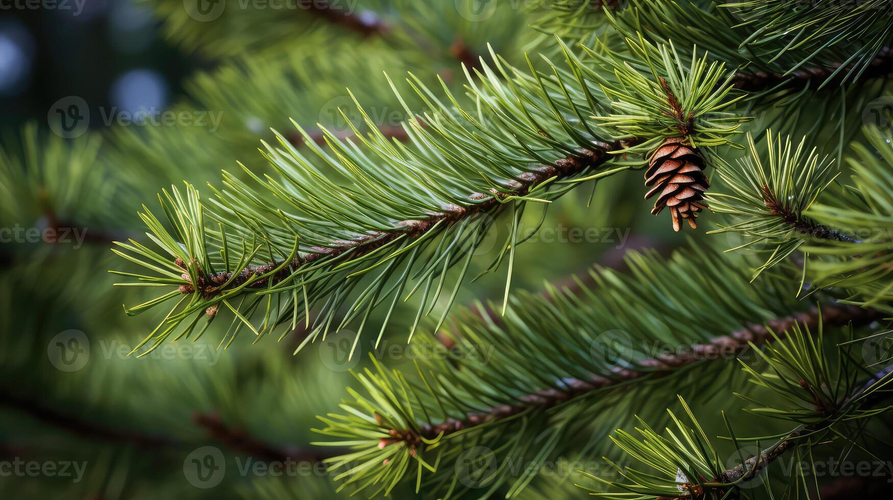 evergreen pine tree backgrounds photo