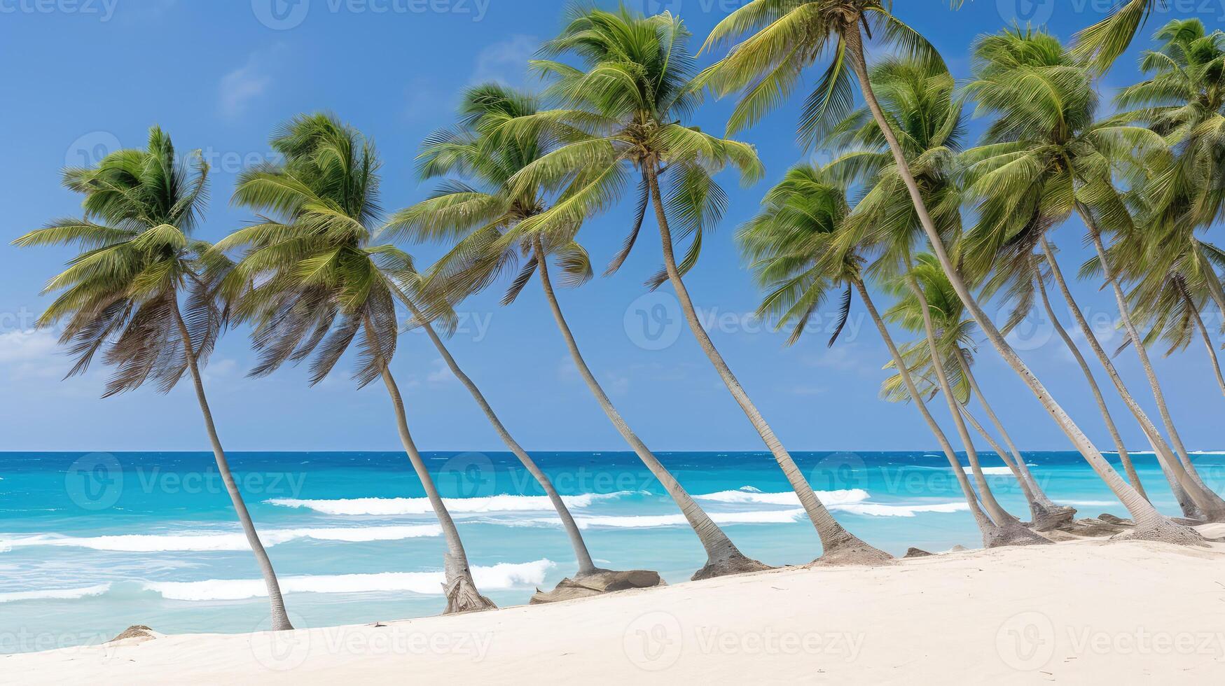 beach pictures of trees photo