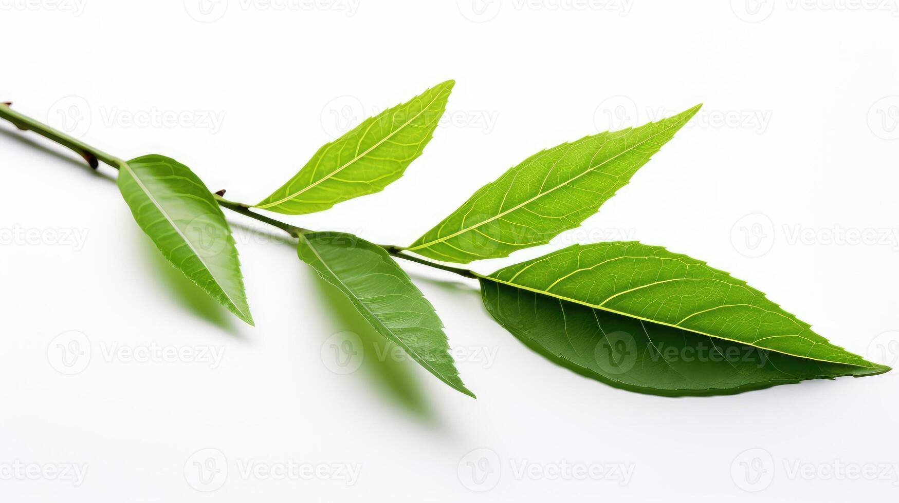 delicate green tea white background photo