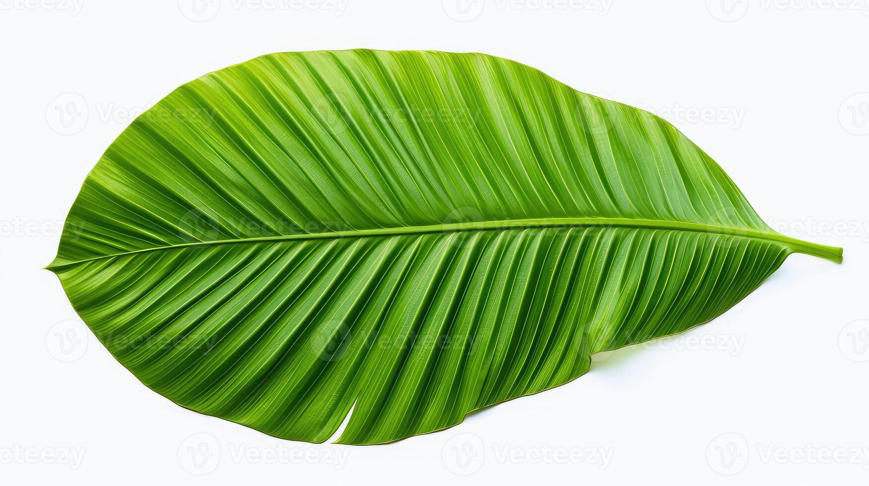leaf palm tree transparent background photo