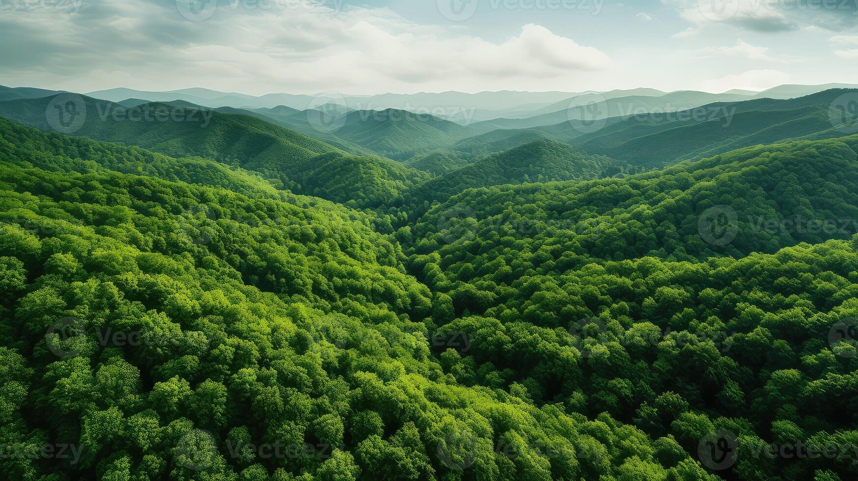 greenery arial view trees photo