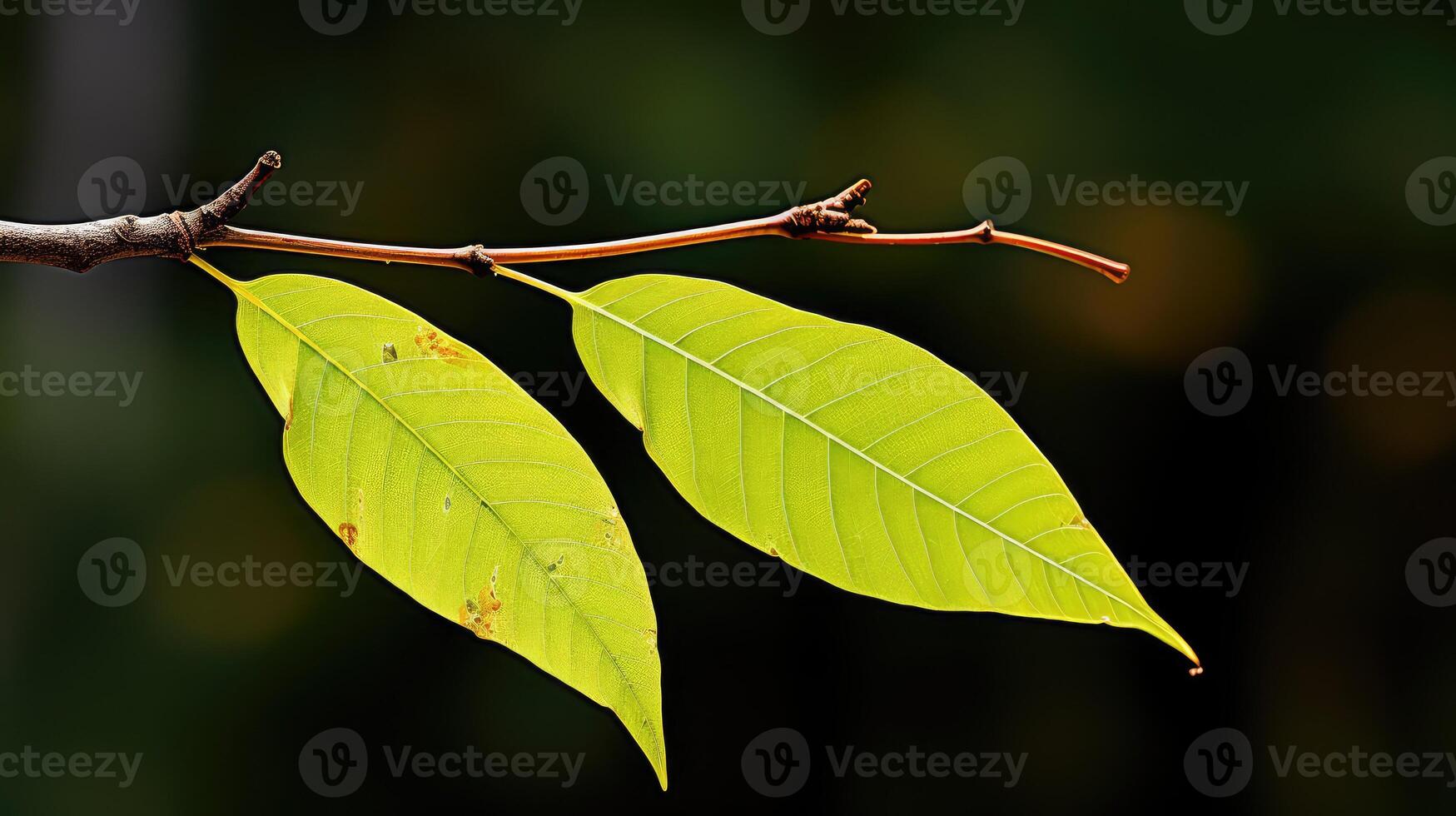 autumn willow tree leaf photo