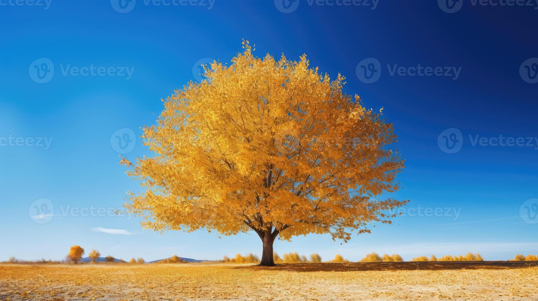 sky fall tree leaves photo