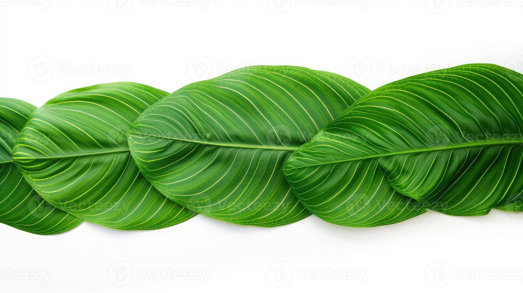 intricate tropical leaf border photo