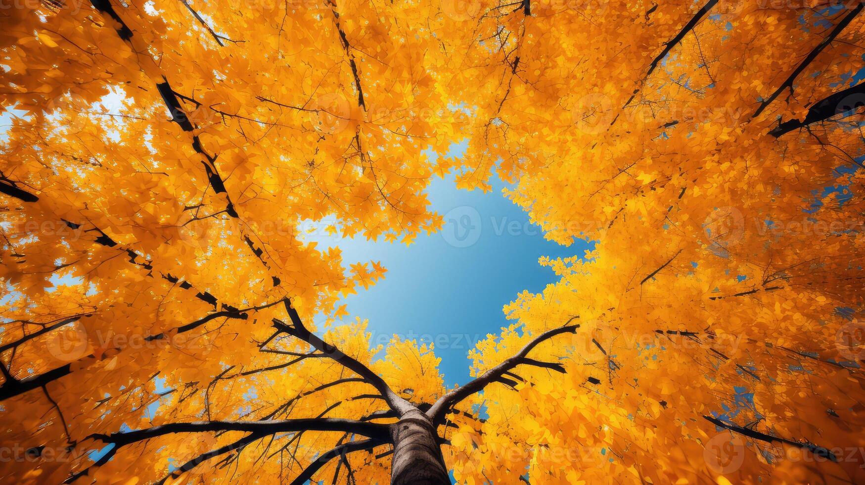 tree autumn leaves pattern photo