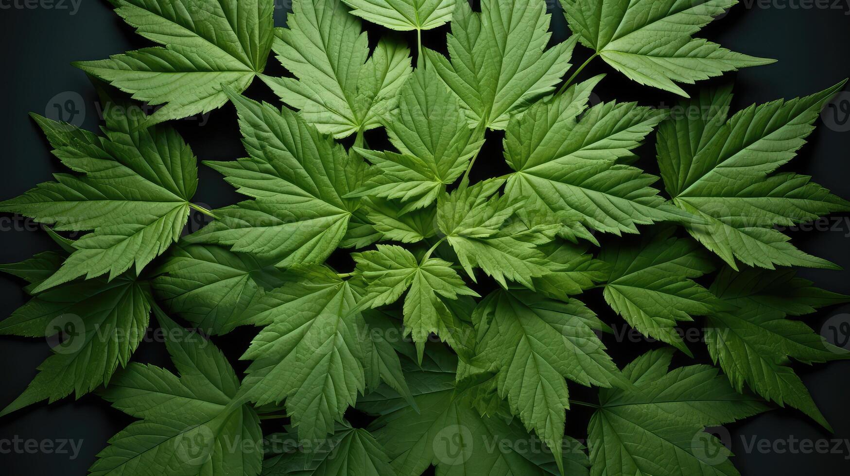 photo elderberry leaf