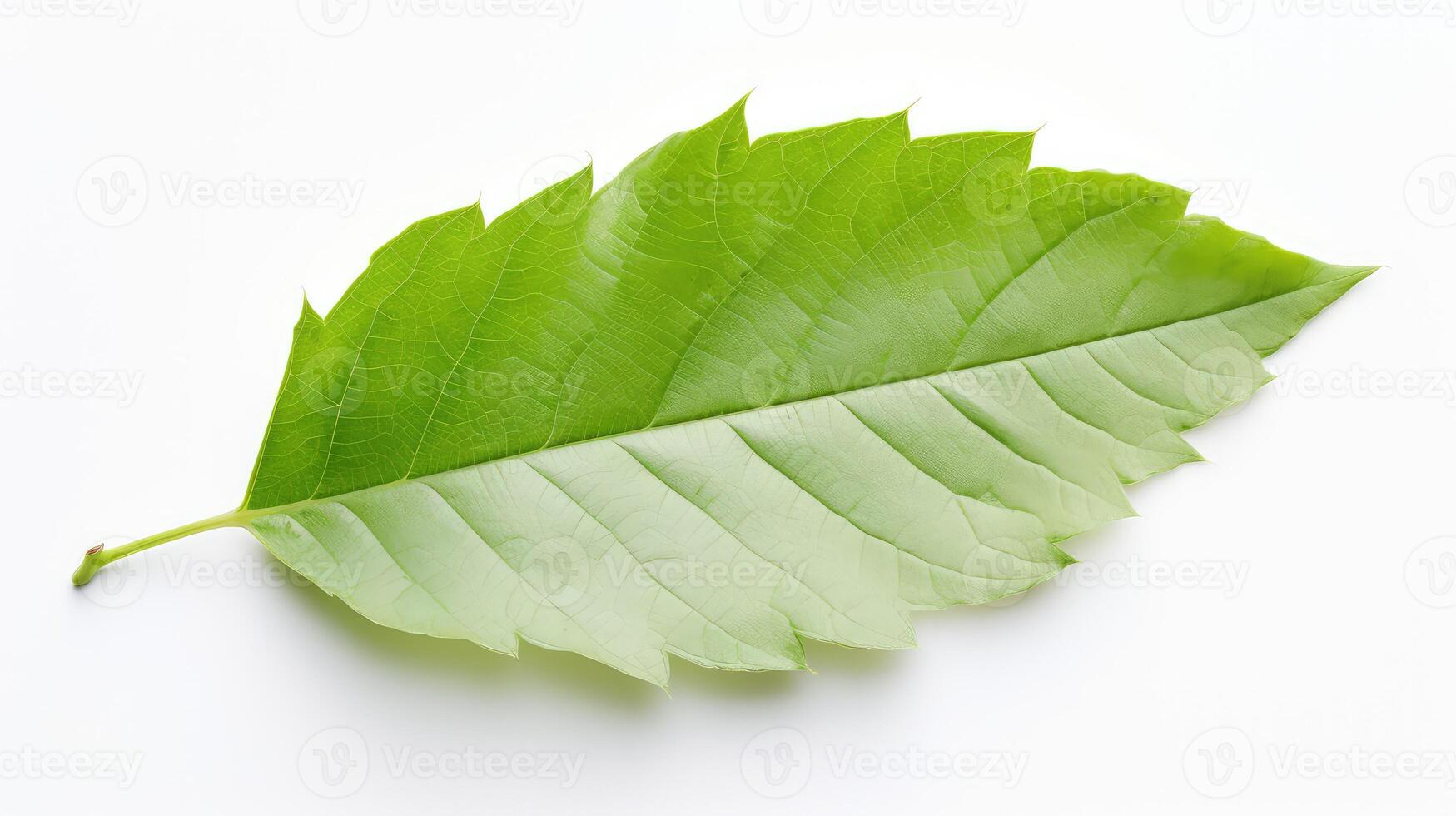 translucent leaf white background photo