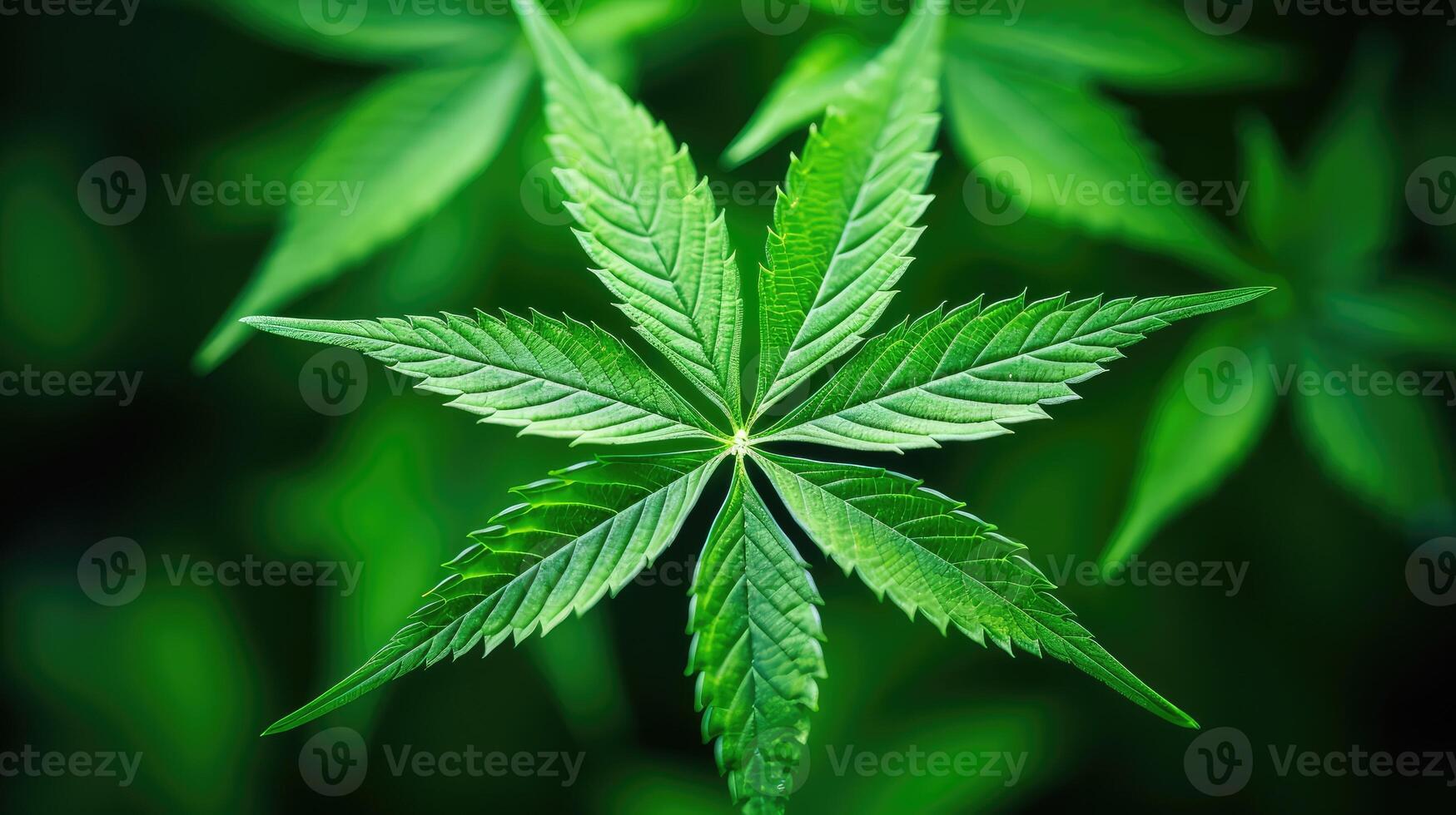 patterns geometric weed leaf photo