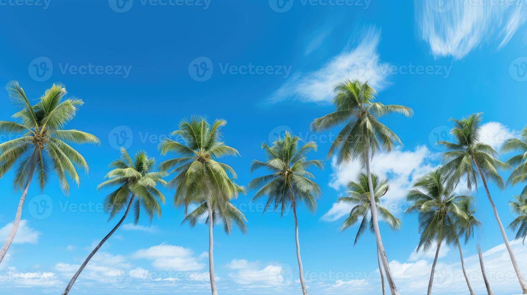 breeze palm tree blue sky photo