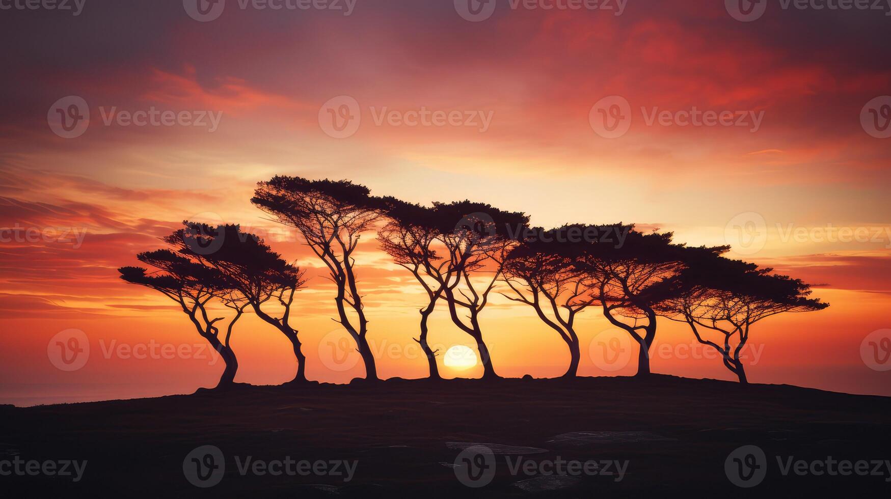 grove group of trees photo