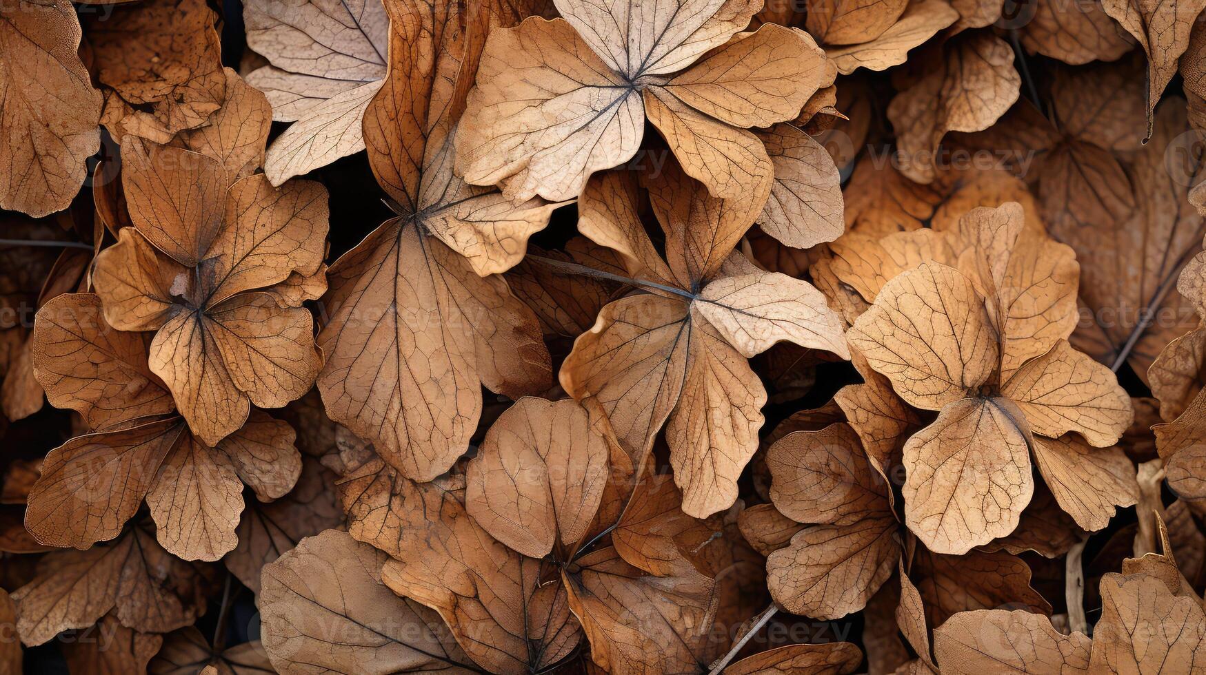 warm oak leaf hydrangea photo