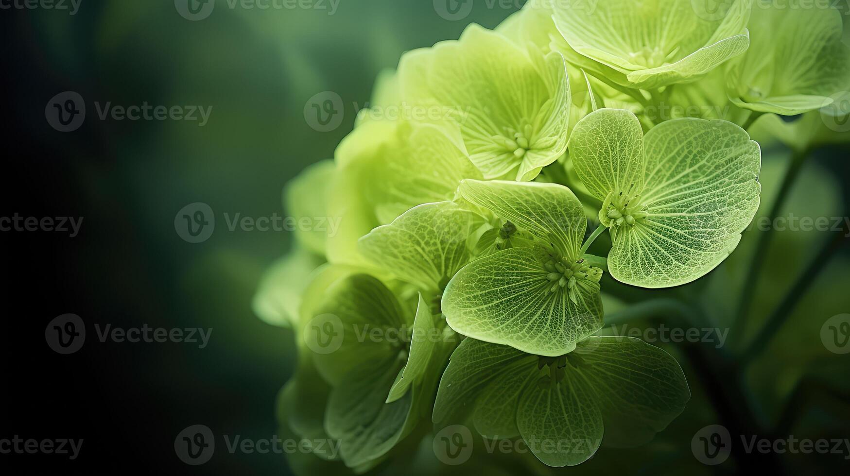 nature green hydrangea photo