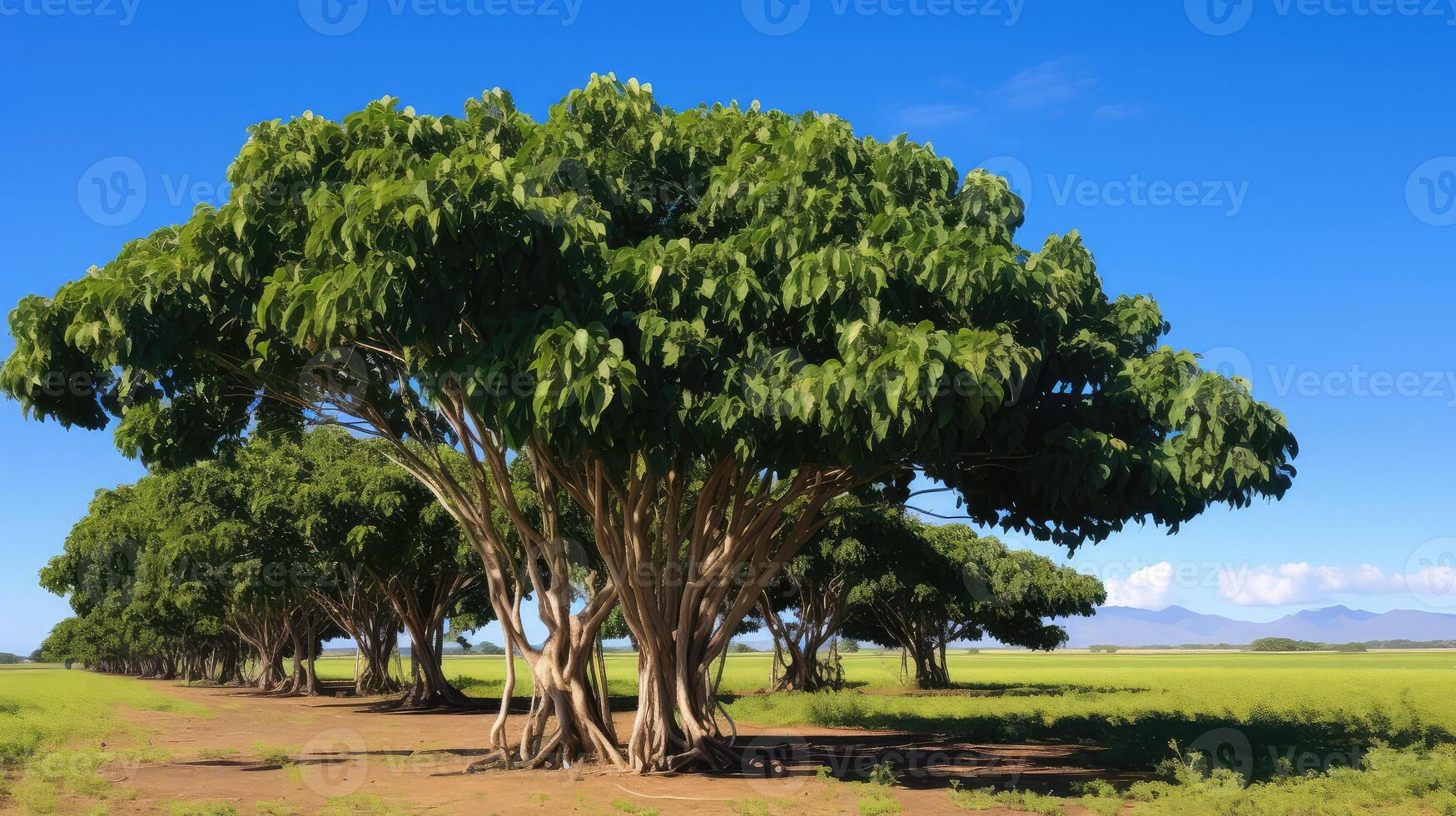 citrifolia noni tree photo