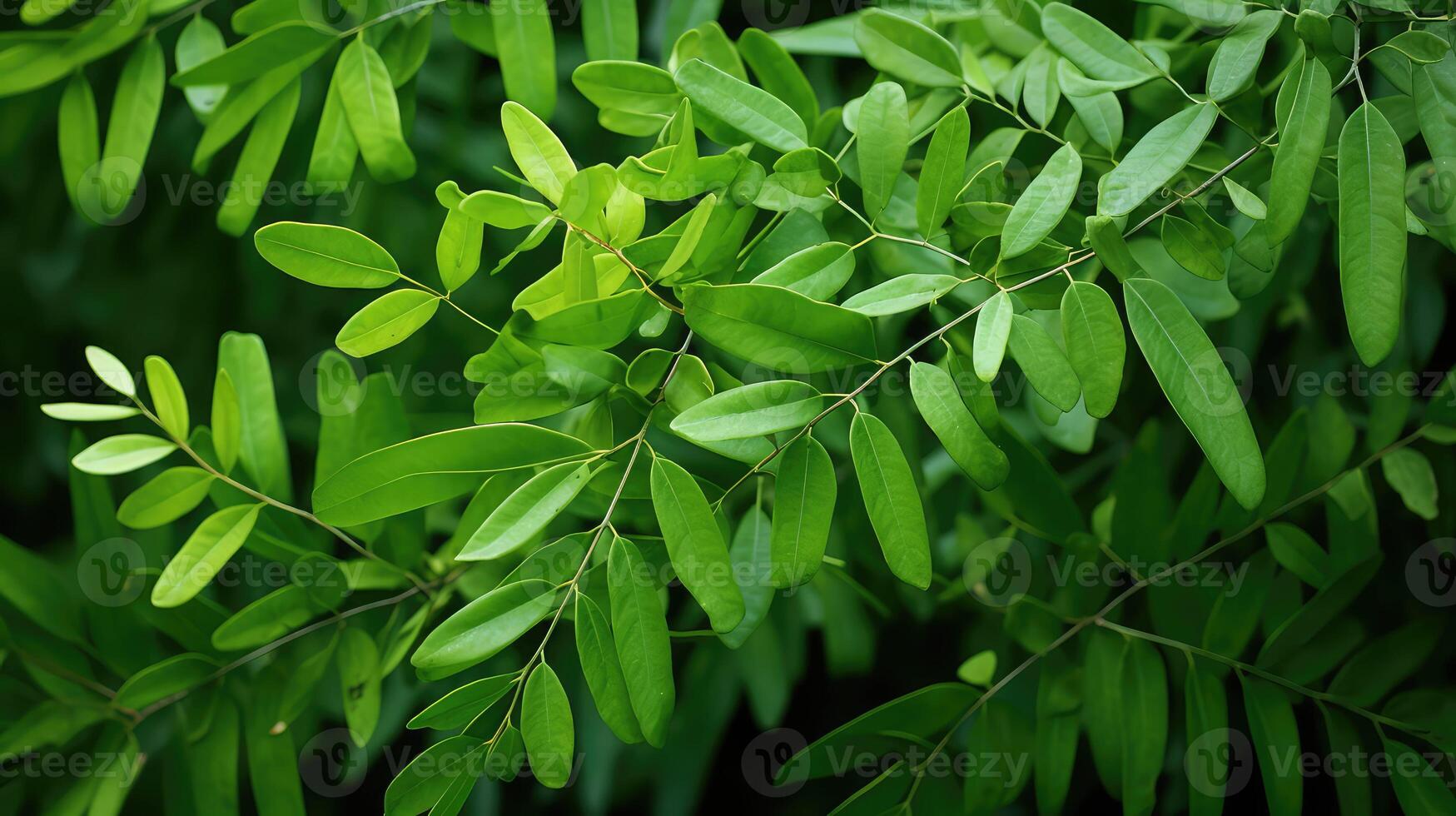 oval brazilian pepper tree photo