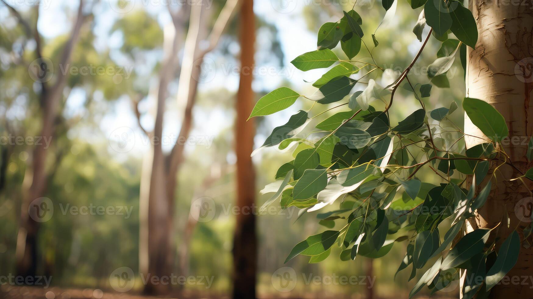 tree eucalyptus leaf photo