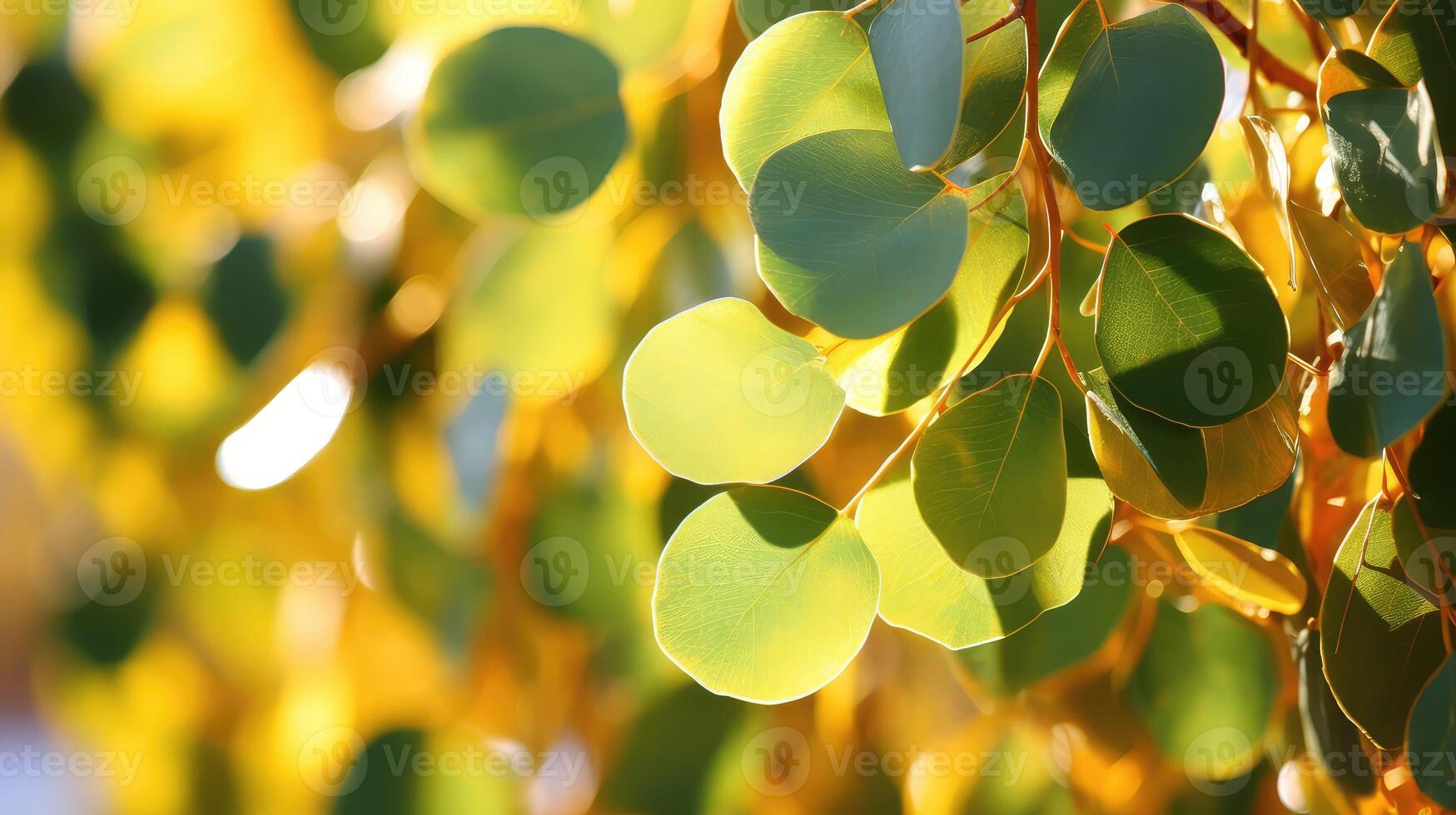 leaves eucalyptus with gold photo