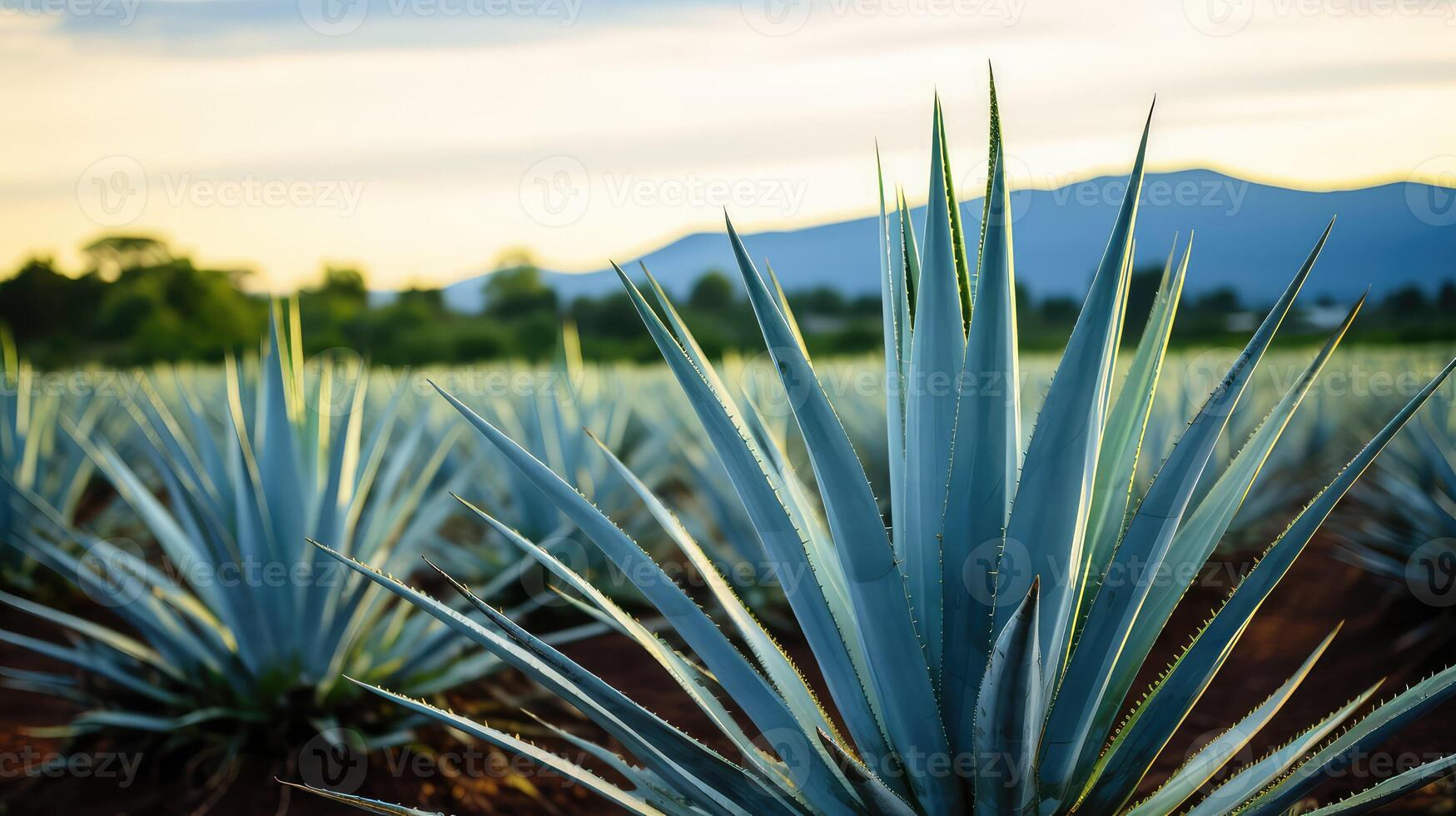 plant tequila plants photo