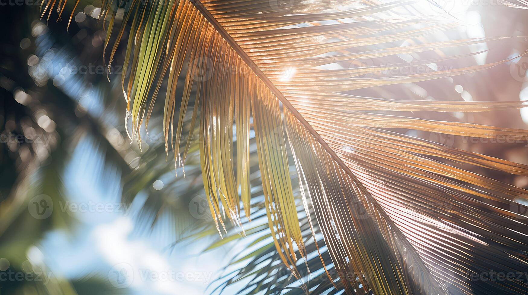wind palm trees blowing photo