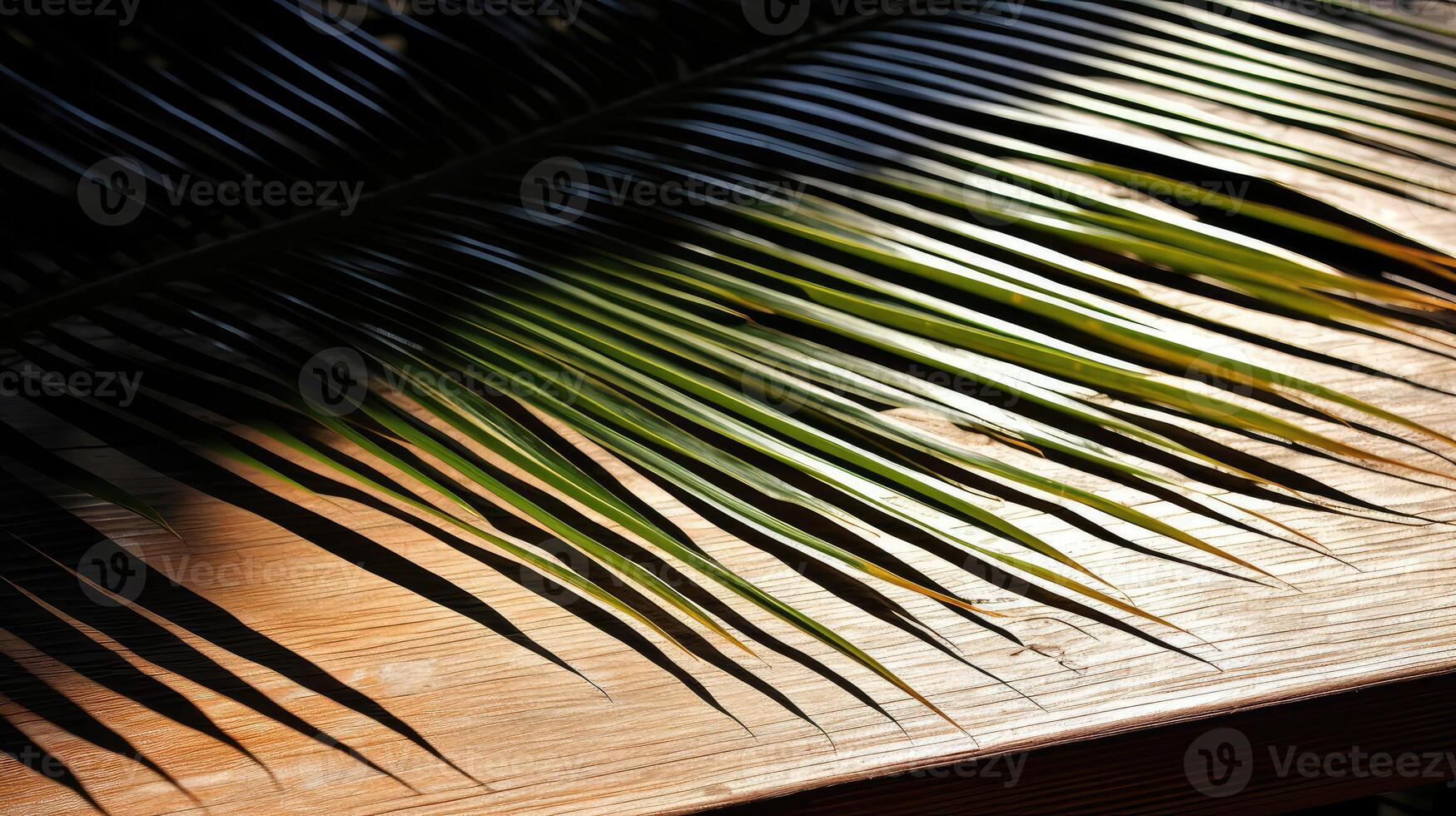 natural palm leaf shadow photo