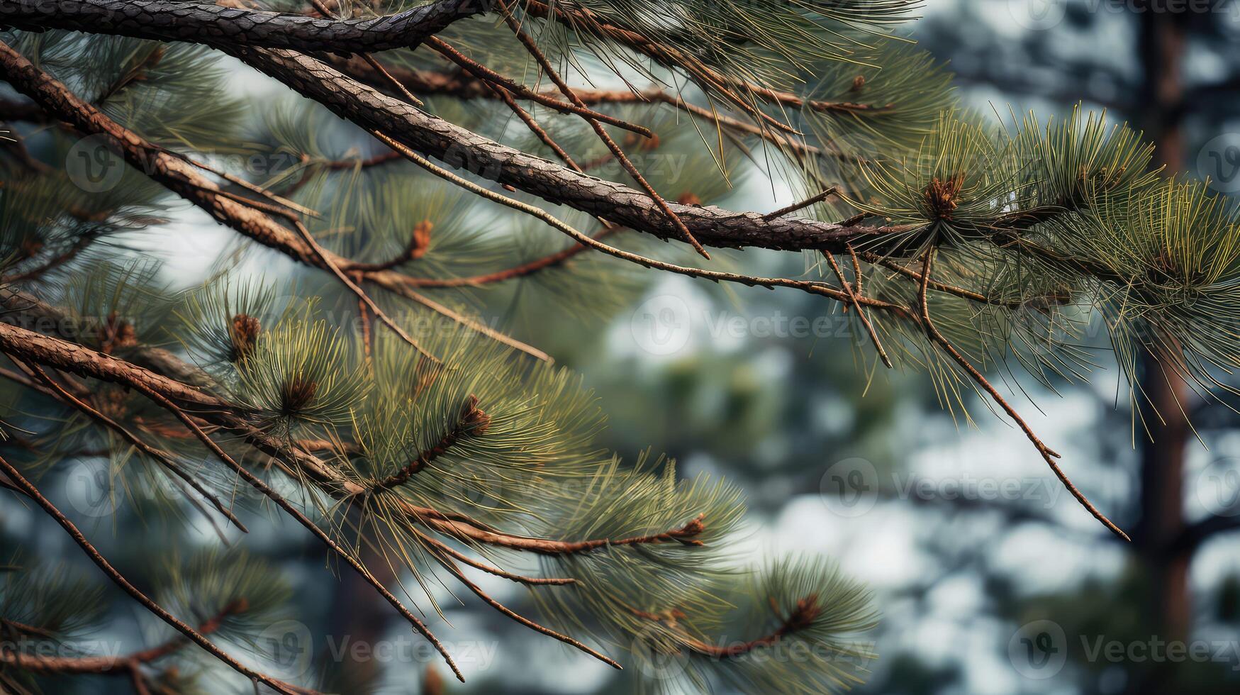 patterns pine tree line photo