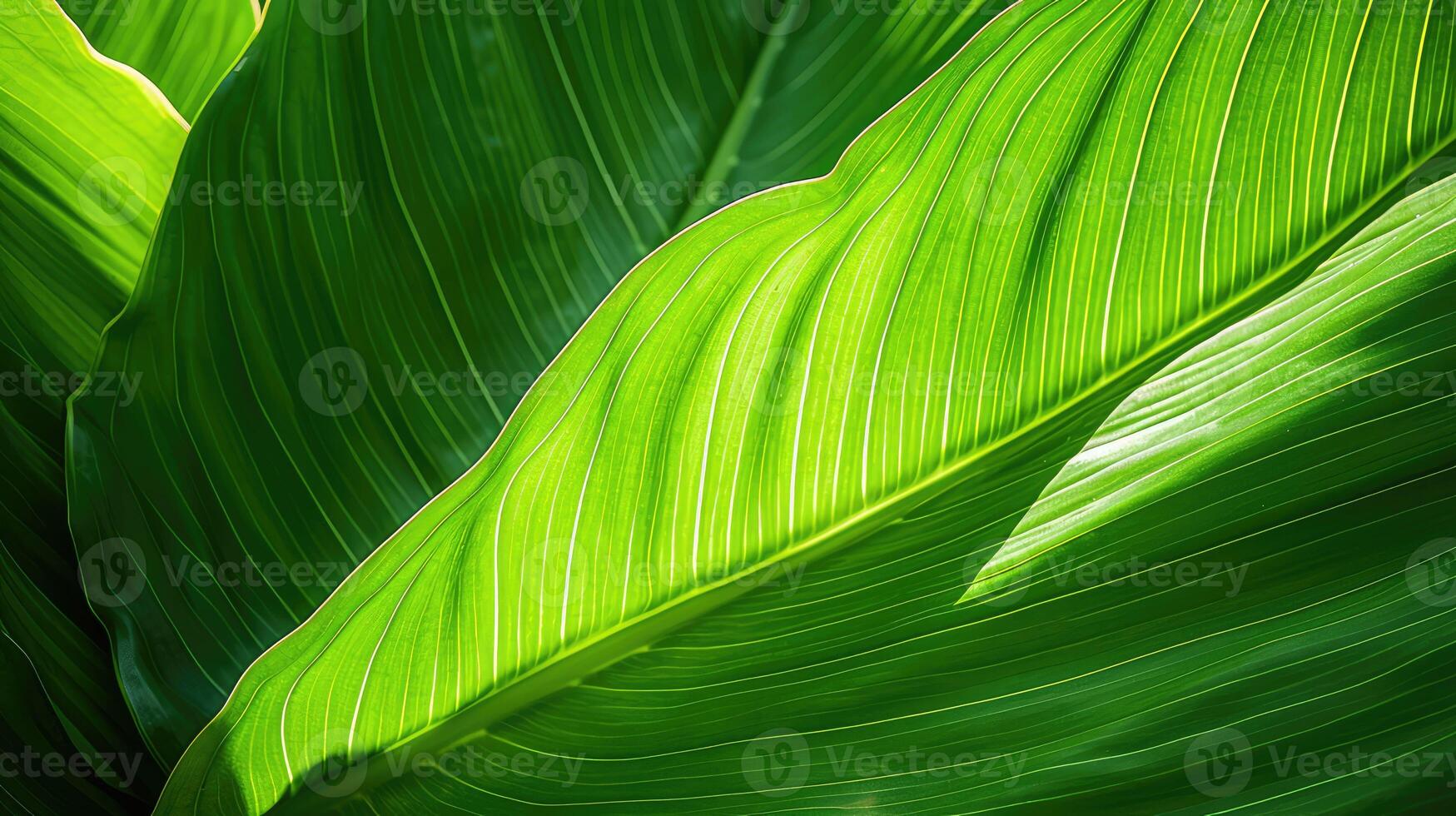 green plantain leaves photo