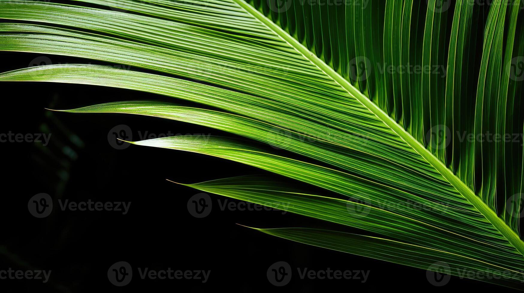structure palm tree leaf photo